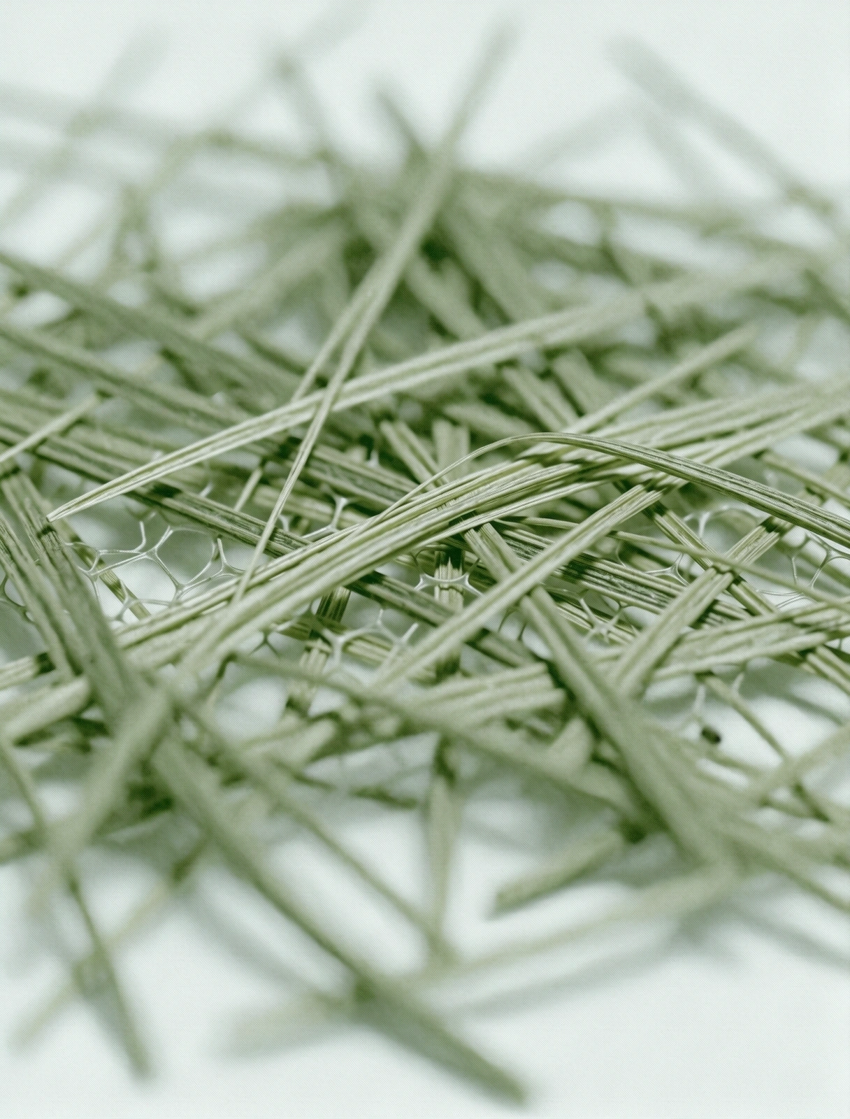 Microscopie de fibres végétales
