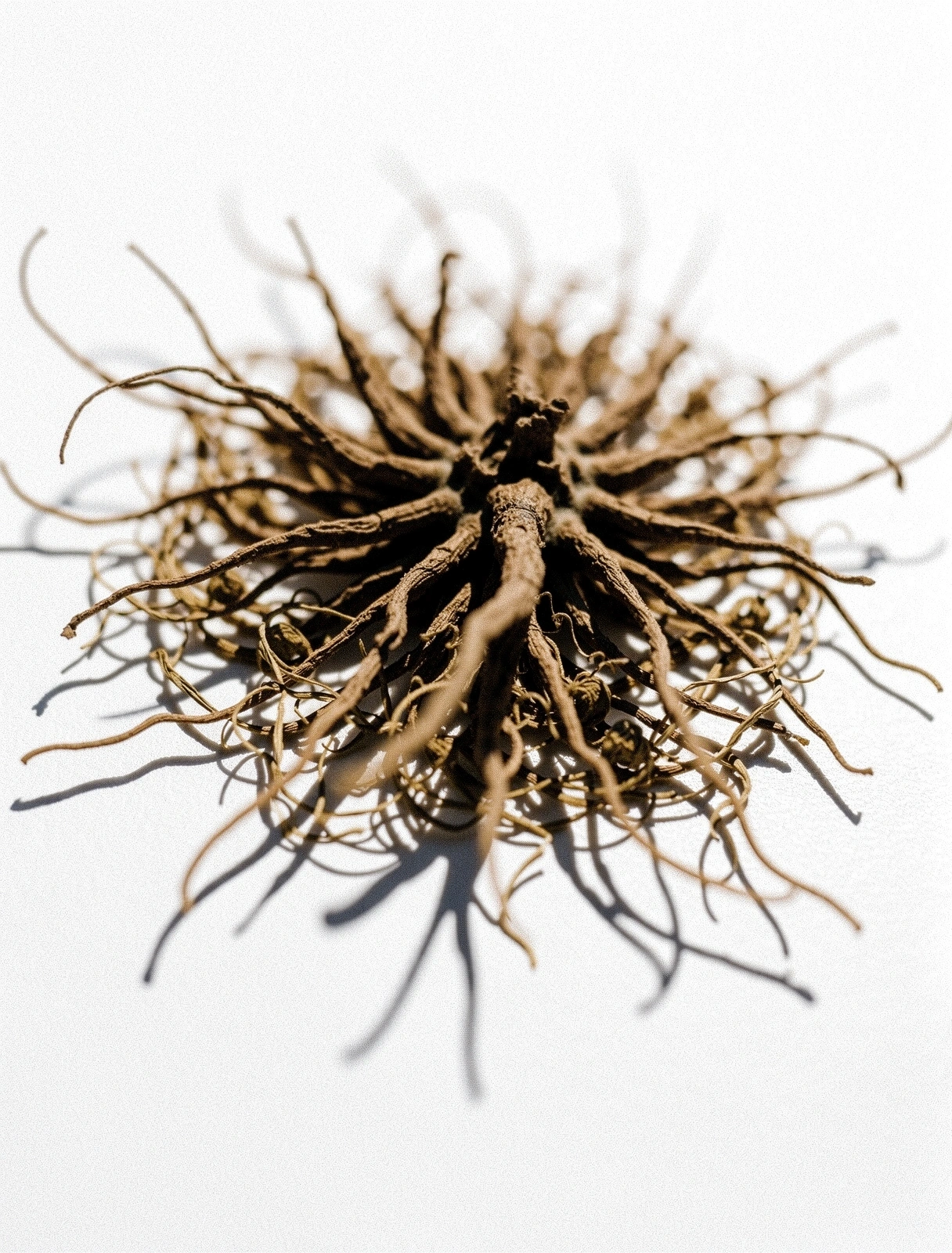 Macrostructure végétale et fibres naturelles